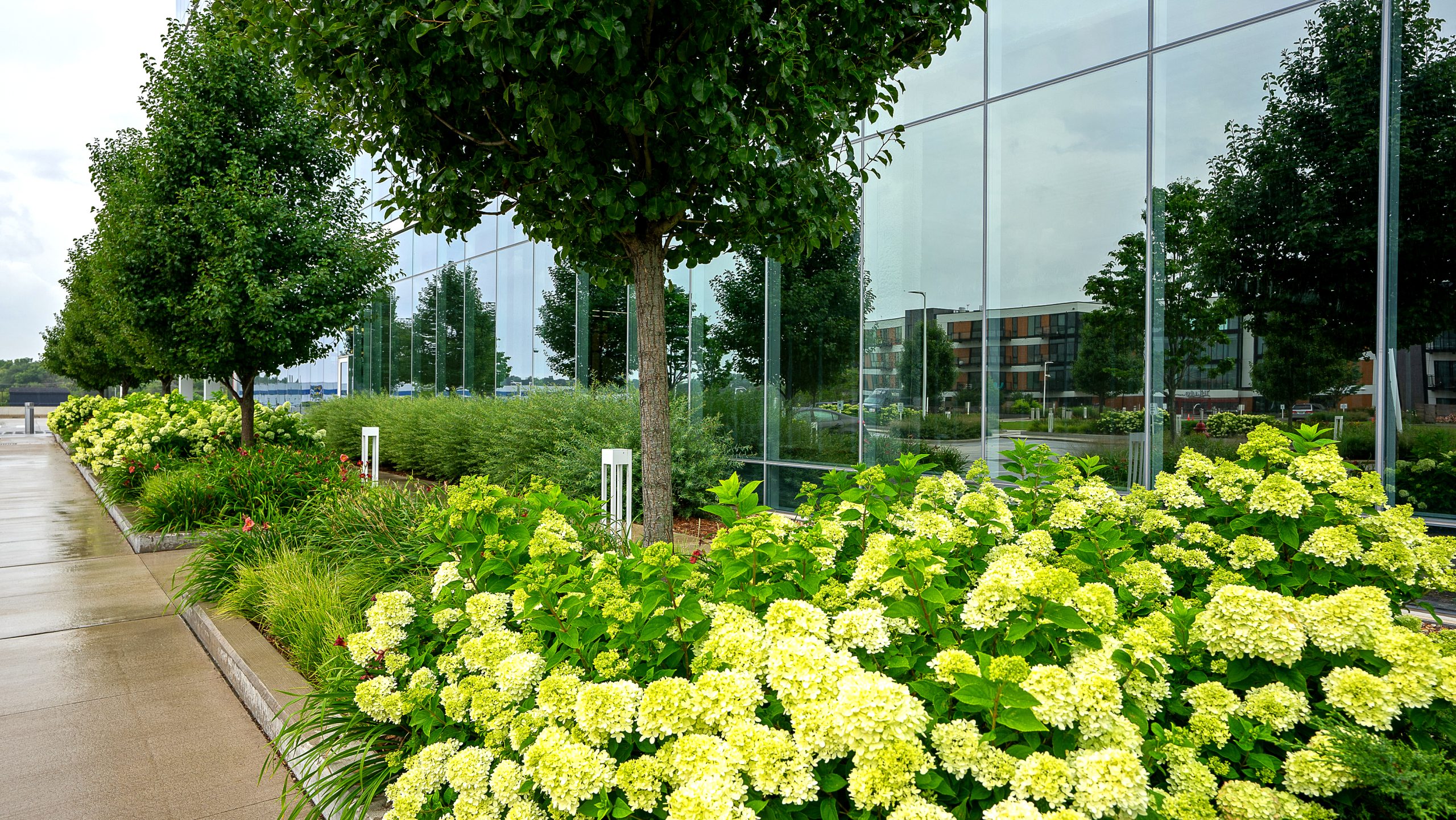 Limelight hydrangeas and Arctic willows maintained under glass building at R1ver