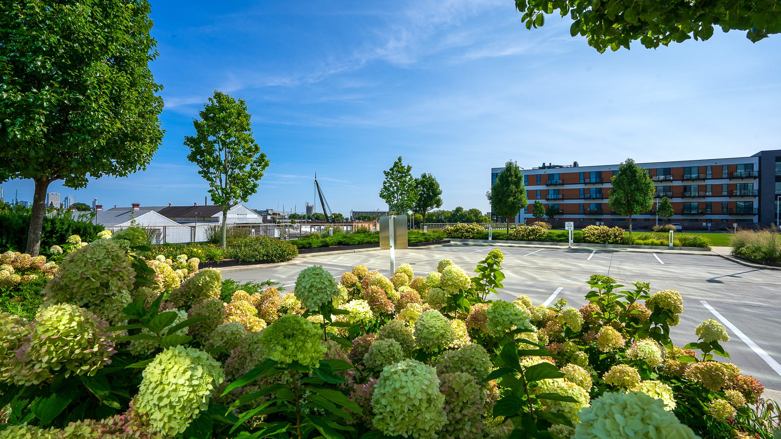 Late-season hydrangeas at R1ver parking area providing seasonal color interest